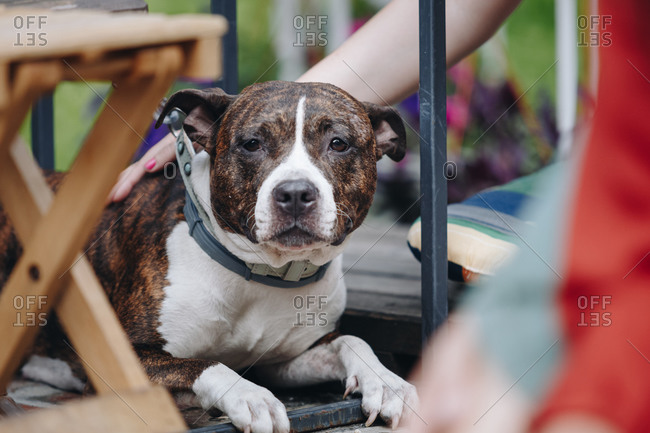 Happy cute female baby and dog is sitting in garden. Child is playing with  English Bull Terrier white dog outside in park. A little girl and his dog  Stock Photo - Alamy