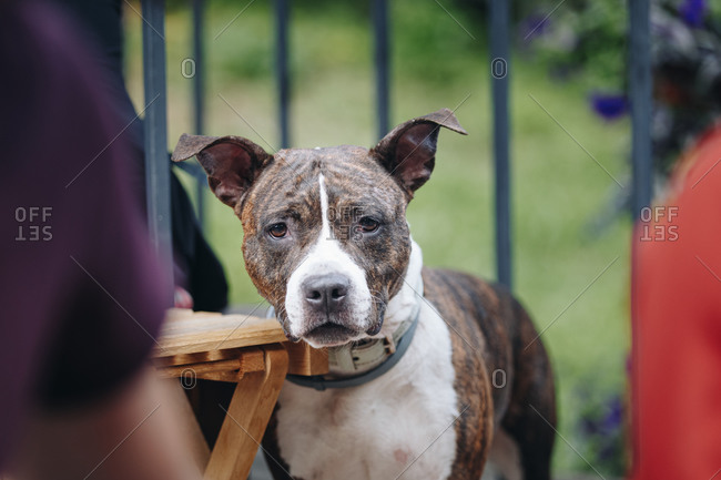 Happy cute female baby and dog is sitting in garden. Child is playing with  English Bull Terrier white dog outside in park. A little girl and his dog  Stock Photo - Alamy