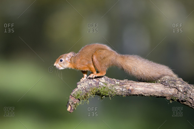 Red squirrel preparing to jump