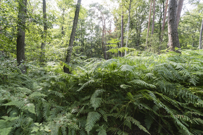 Scenic view of trees and plants growing in Darss forest- Germany