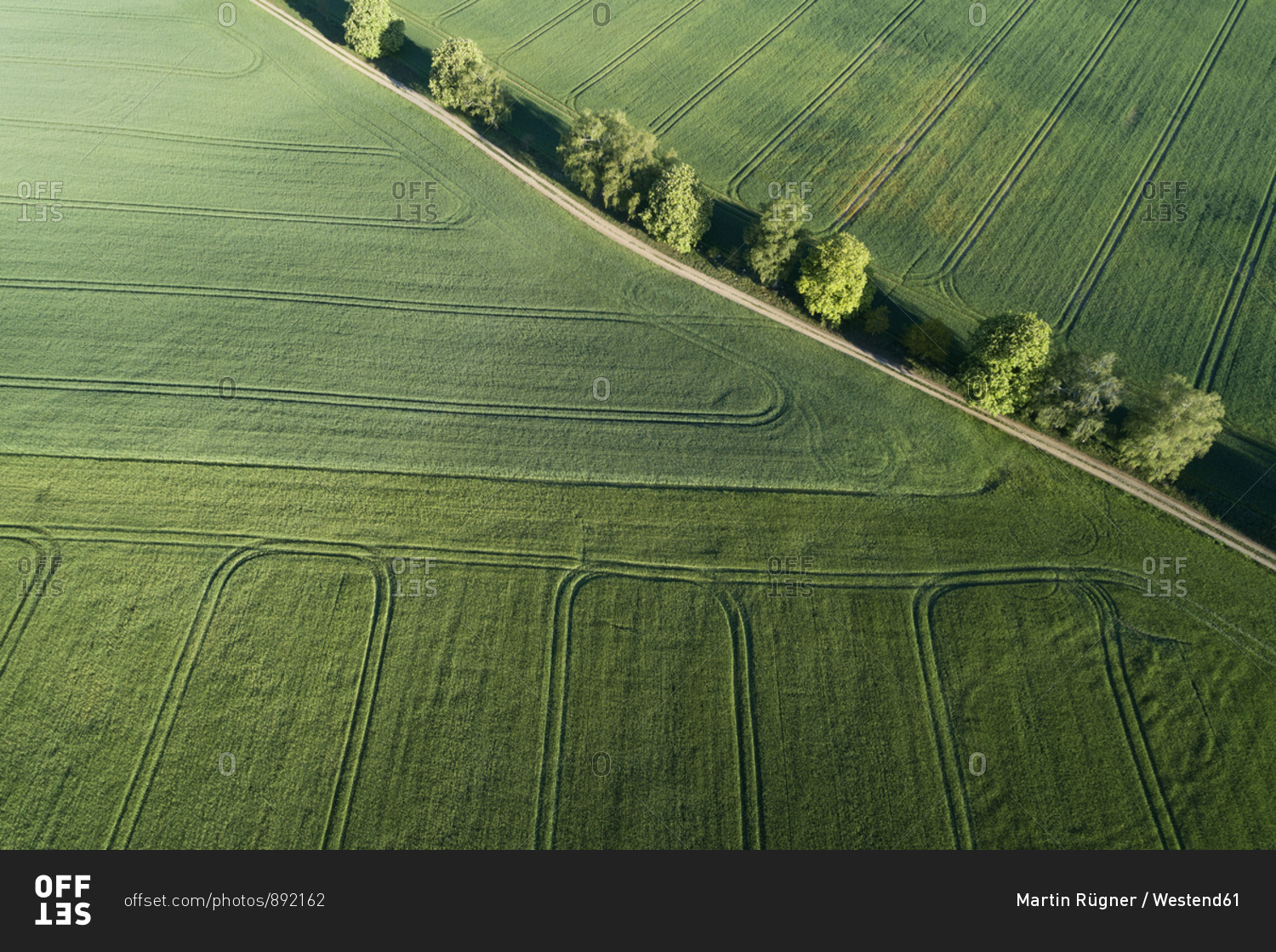 Germany- Mecklenburg-Western Pomerania- Aerial view of dirt road between green vast wheat fields in spring