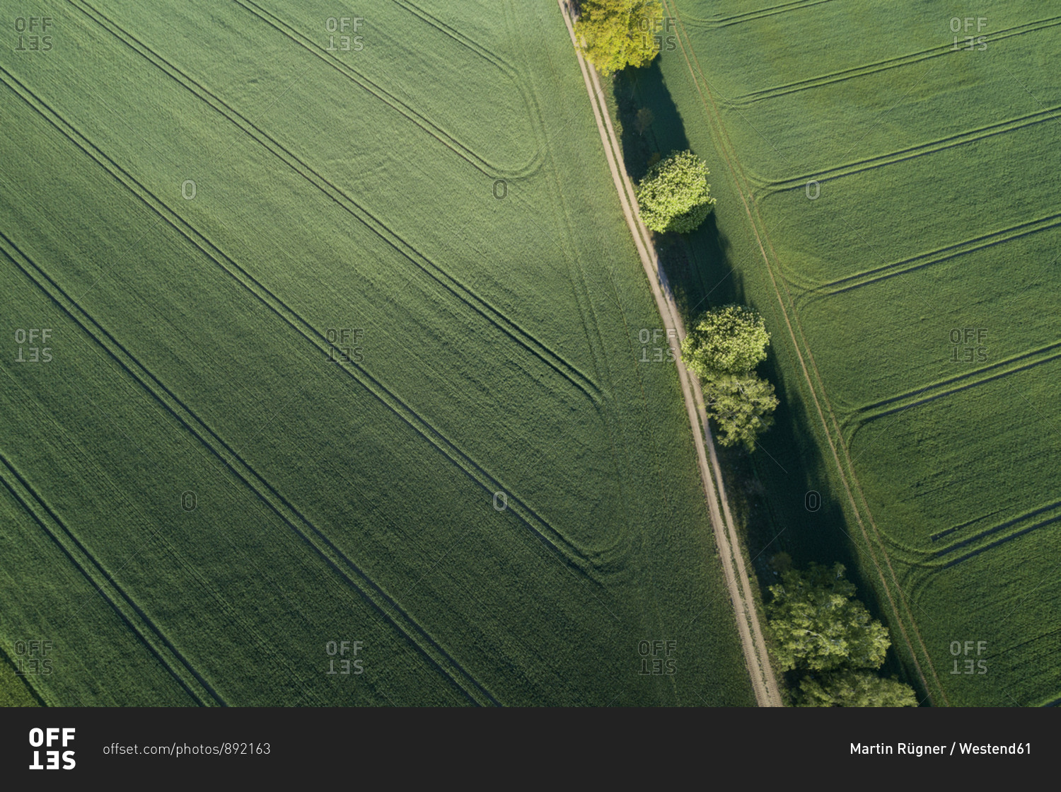Germany- Mecklenburg-Western Pomerania- Aerial view of dirt road between green vast wheat fields in spring