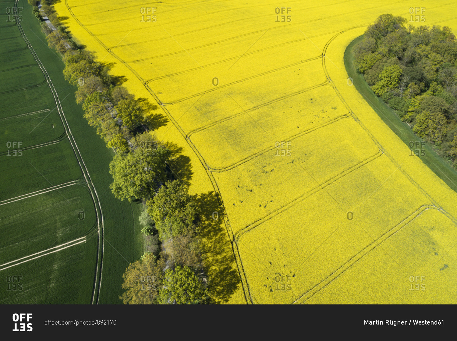 Germany- Mecklenburg-Western Pomerania- Aerial view of row of trees between wheat and rapeseed fields in spring