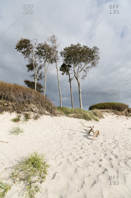 Germany- Darss- Weststrand- Trees on beach