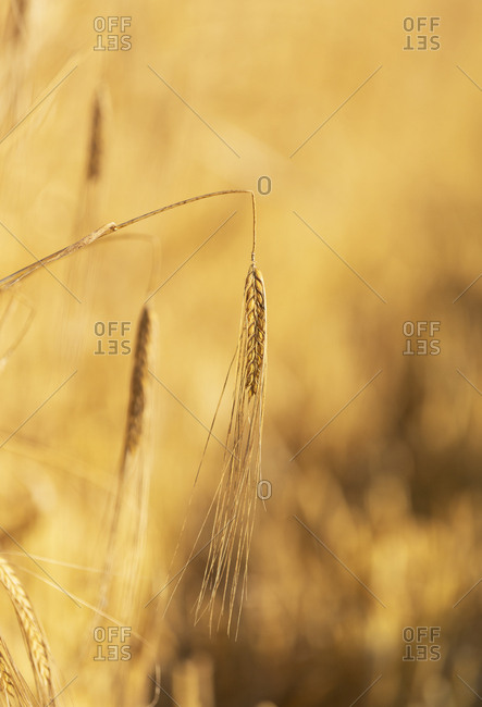 Close-up of corn crop on agricultural field