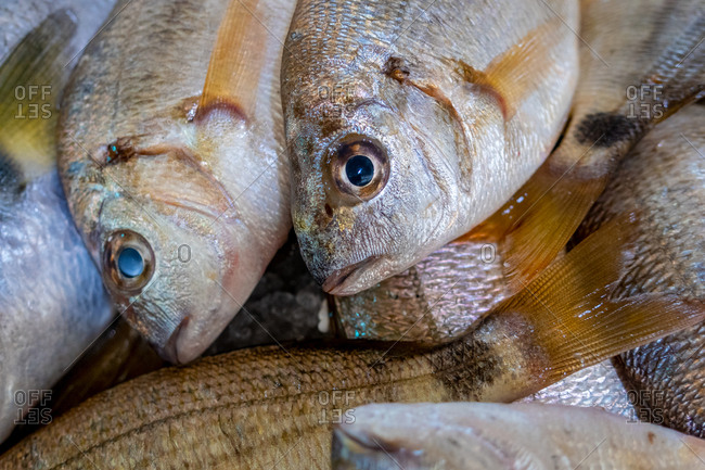 Seabream in Algarve Fish Market, Portugal stock photo - OFFSET