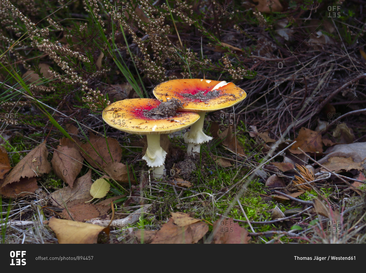Germany- Brandenburg- Fly agaric mushrooms growing in forest