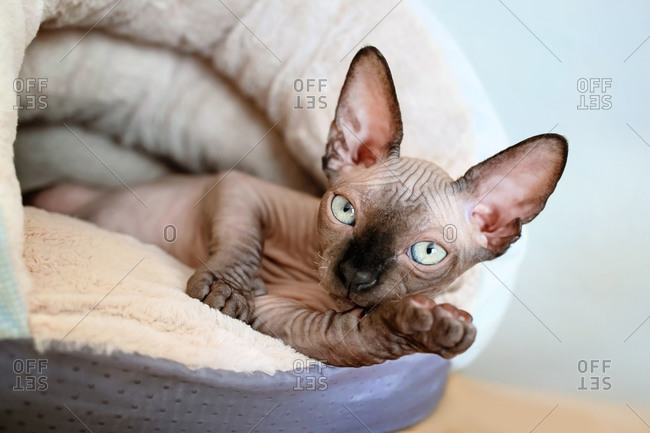 hairless cat plush toy