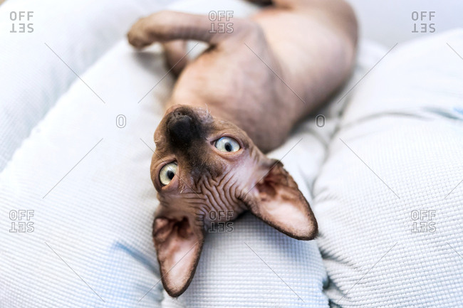 The sphynx kitten is lying on the light blue plush blanket