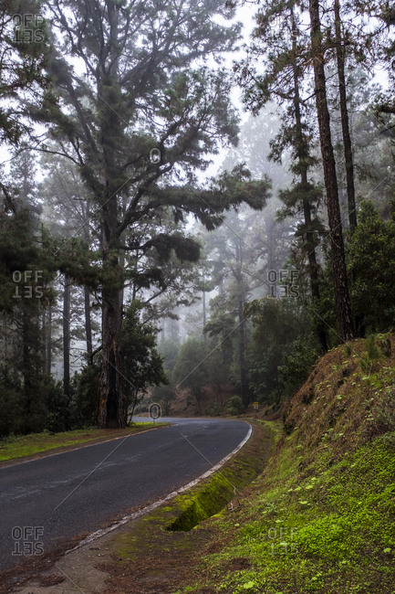 Black asphalt road through a wild misty forest