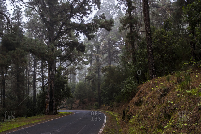 Black asphalt road through a wild misty forest