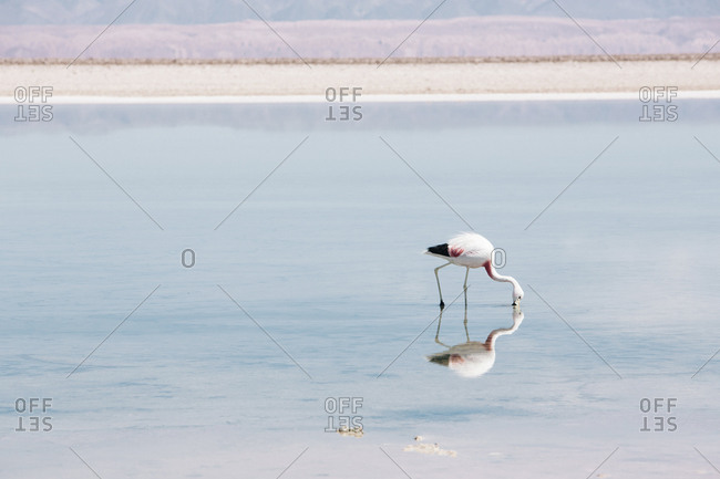 Side view of flamingo in lake at desert during sunny day