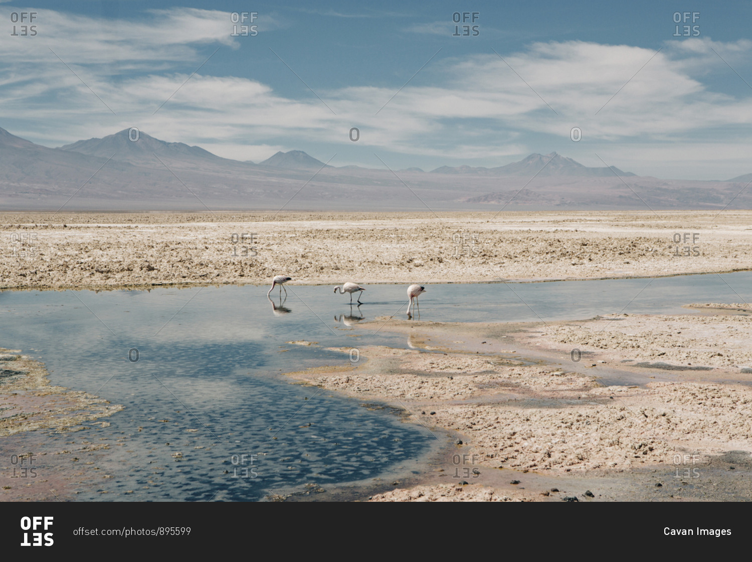 Side view of flamingoes in lake at desert during sunny day