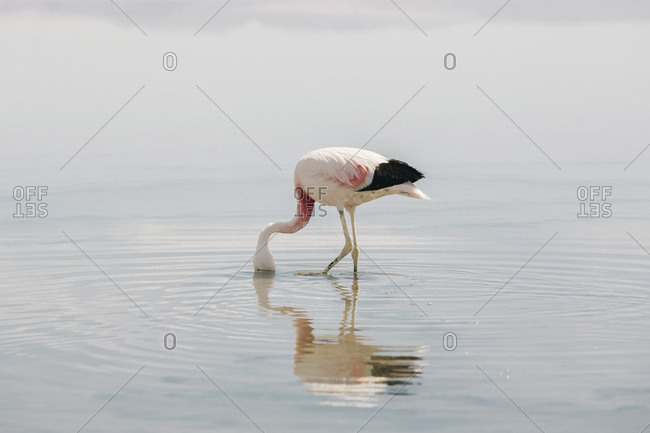Side view of flamingo\'s head in lake during sunny day