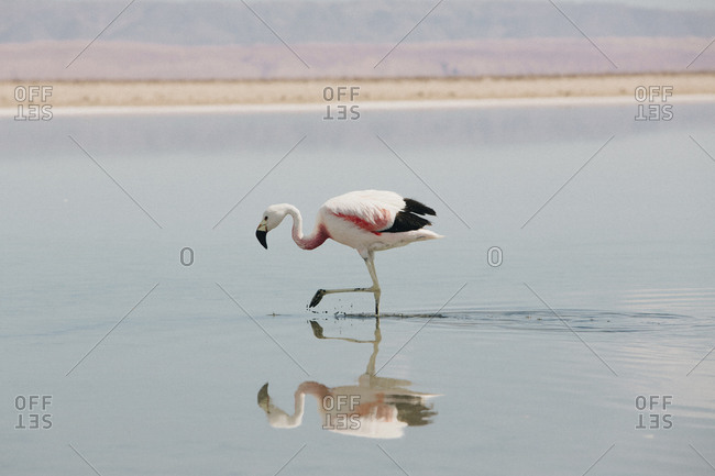 Side view of flamingo in lake during sunny day