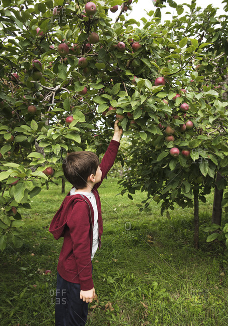 apples stock photos - OFFSET