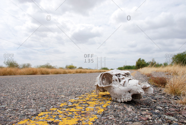 Cow head skeleton over the route and the dry environment