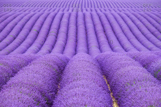 Rows of purple lavender in height of bloom in early July in a field on the Plateau de Valensole