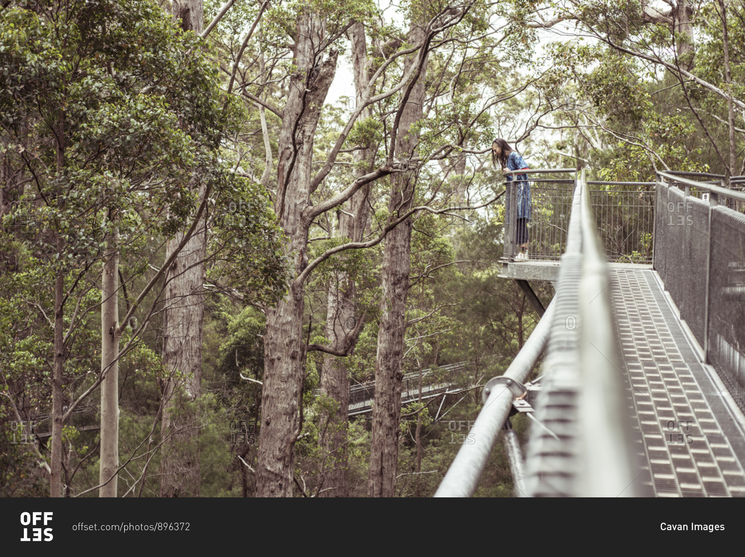 Androgynous figure looks down from great heights on tree top walk