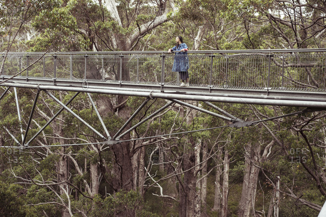 Figure in blue stands high up in tall tree forrest on tree top walk