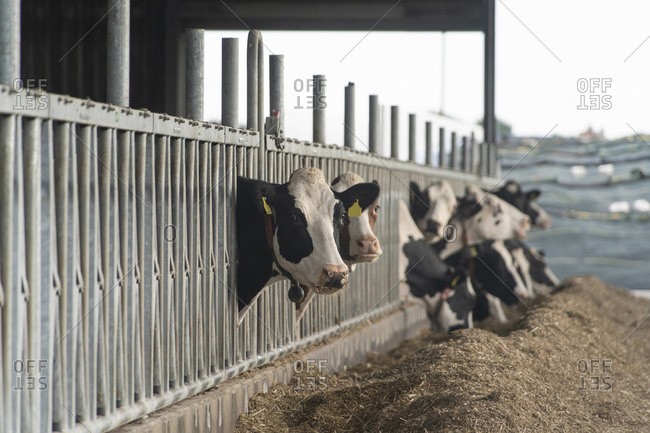 Germany- North Rhine-Westphalia- Korschenbroich- Cattle feeding on hay in shed