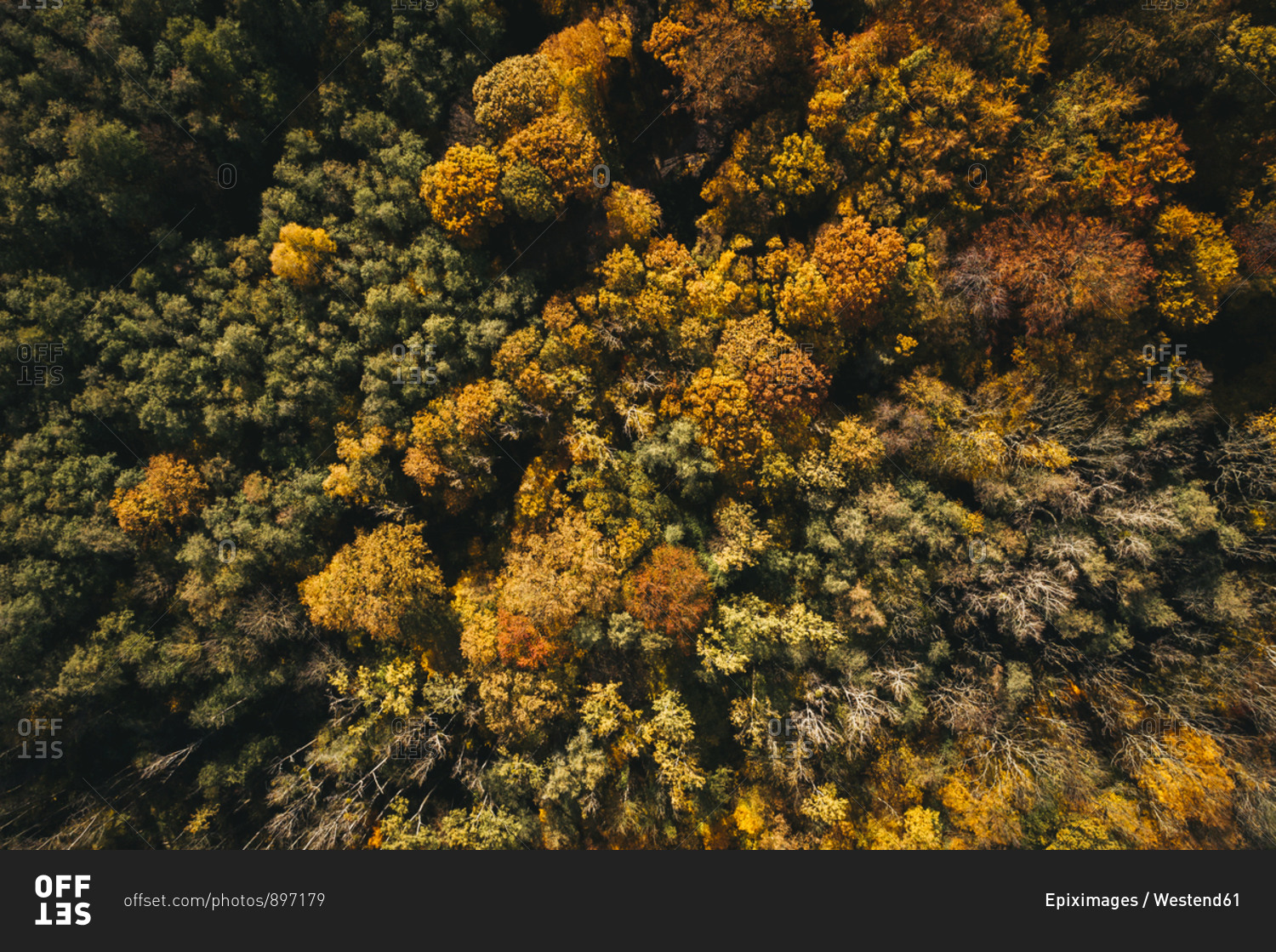 Austria- Lower Austria- aerial view of colorful autumn forest