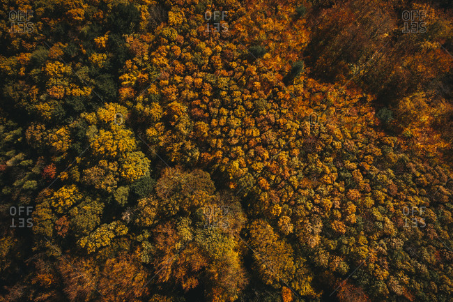 Austria- Lower Austria- aerial view of colorful autumn forest