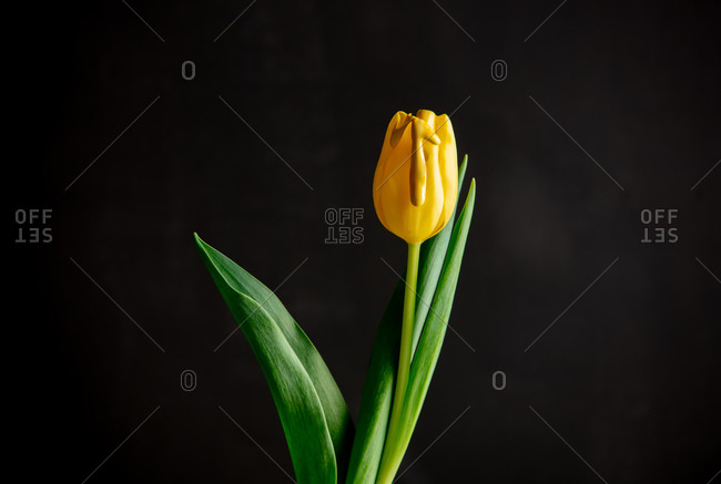 Yellow paint on the petals of a tulip