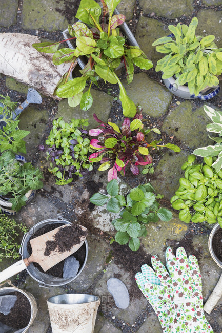 Planting of various green culinary herbs