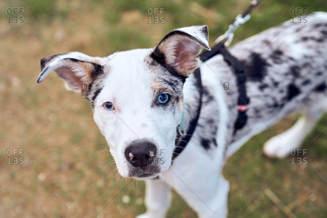 Border collie puppy with blue eyes in the field looking at camera