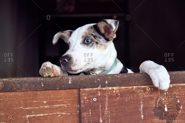 Border collie puppy with blue eyes peeking out the wooden door