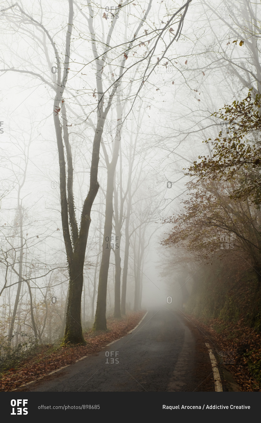 Empty narrow asphalt road leading through foggy autumn forest with bare trees at roadside in gloomy day