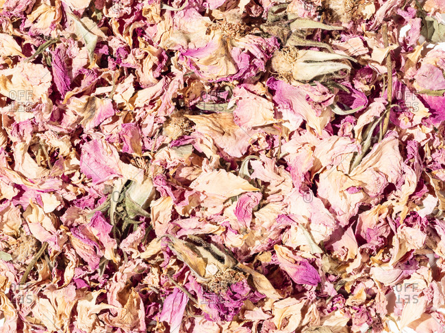 Close up of dried rose petals