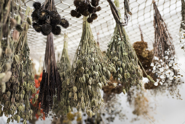 Floral bunches hanging to dry