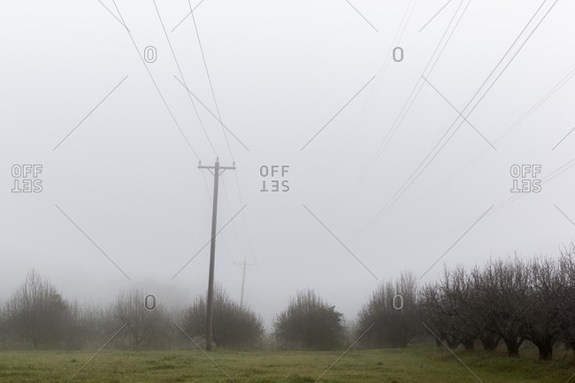 Electric poles with cables in green field with bare trees under foggy grey sky