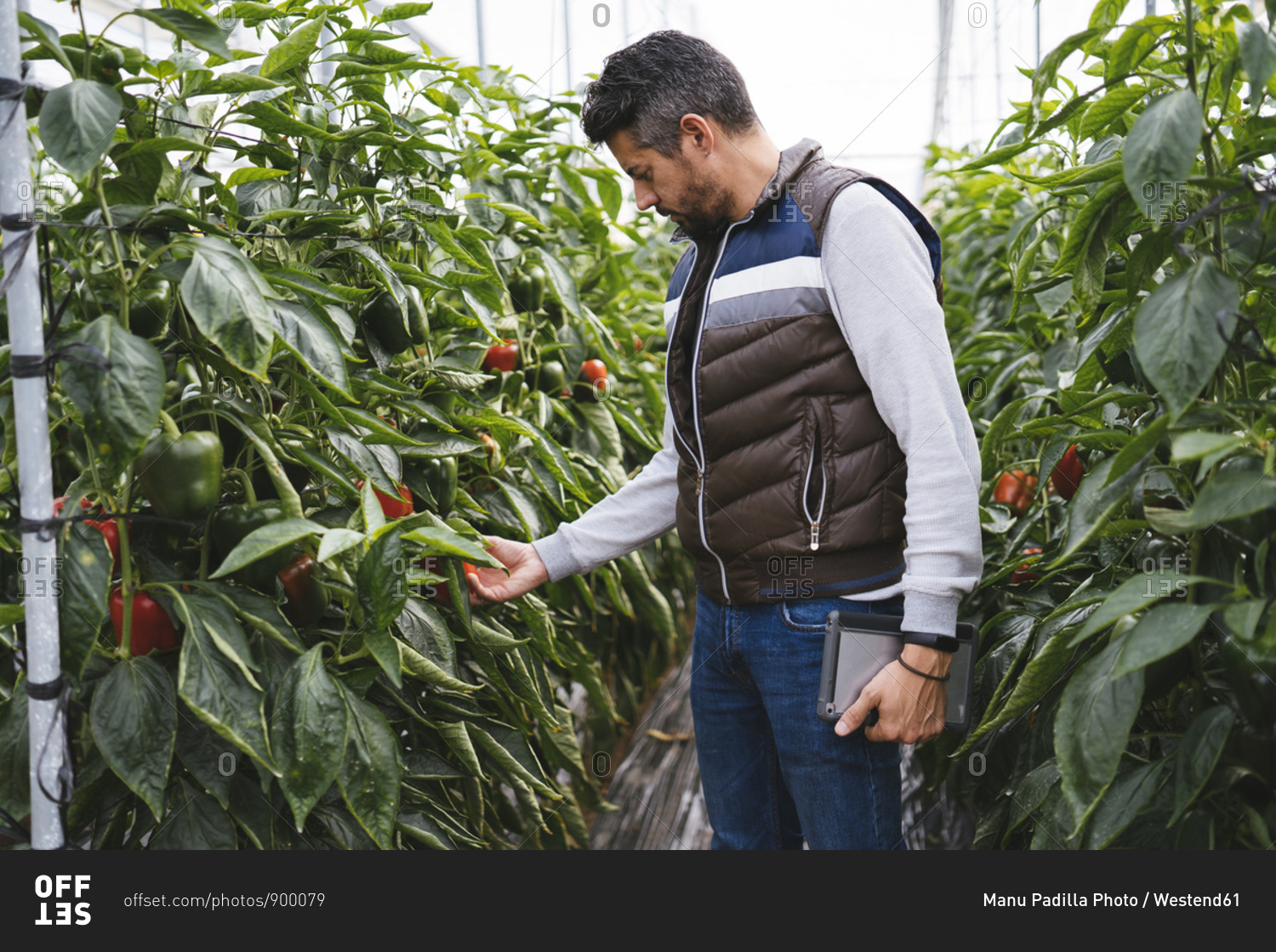 Man checking bell peppers plants in a greenhouse- Almeria- Spain