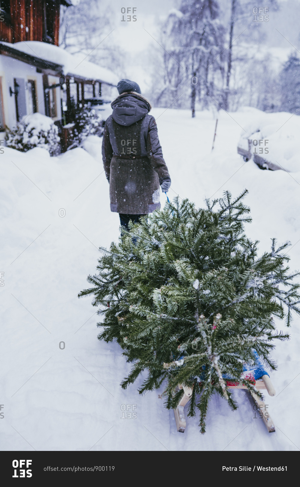 Back view of woman transporting fir tree on sledge to the compost after ...