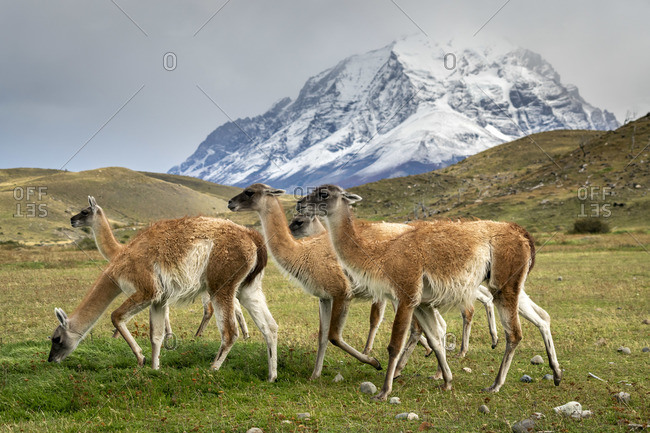 Guanaco herd in front of snowcapped mountains, Torres del Paine National Park, Magallanes Region, Patagonia, Chile