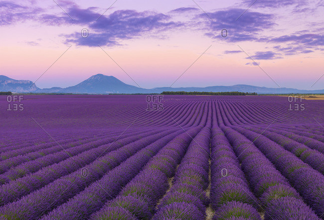 France, Provence Alps Cote d'Azur, Haute Provence, Valensole Plateau, Lavender Fields at dusk