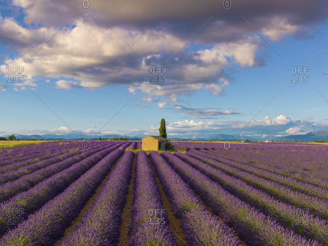 France, Provence Alps Cote d'Azur, Haute Provence, Valensole Plateau, Lavender Field and stone barn