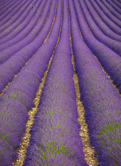 France, Provence Alps Cote d'Azur, Haute Provence, Valensole Plateau, Lavender Field