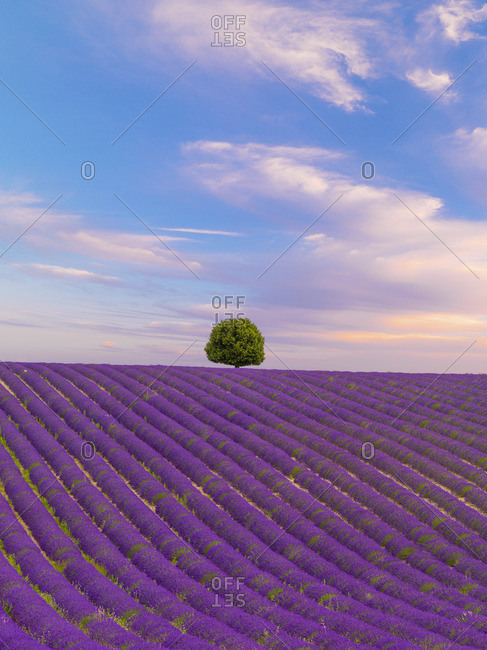 France, Provence Alps Cote d'Azur, Haute Provence, Valensole Plateau, single tree and Lavender Field