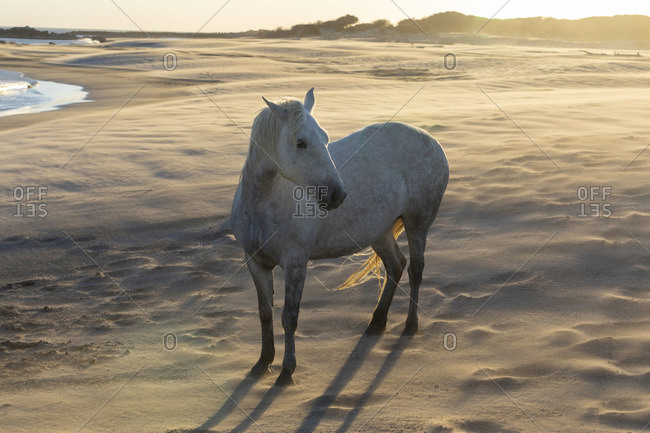 Europe, France, Provence-Alpes-C�te d'Azur, Bouches-du-Rhone, Camargue, Saintes-Maries-de-la-Mer, a white horse stands on the beach in the Camargue