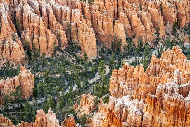 Forest in Bryce canyon surrounded by hoodoos, Bryce Point, Bryce Canyon National Park, Utah, USA