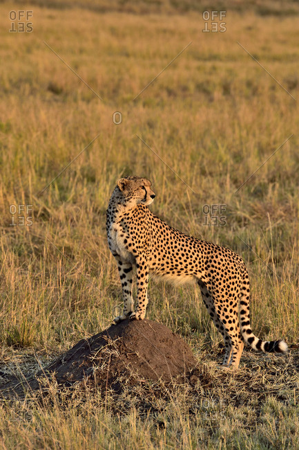 A large cheetah looks over the savannah