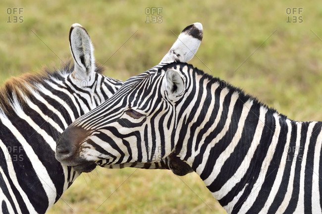 Zebras scratching each other - Offset