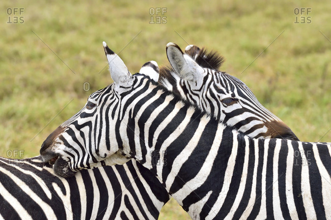 Zebras scratching each other - Offset
