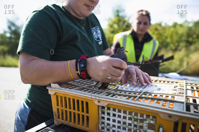 Rhode Island, Johnston - August 27, 2019: Environmental workers banding mourning doves
