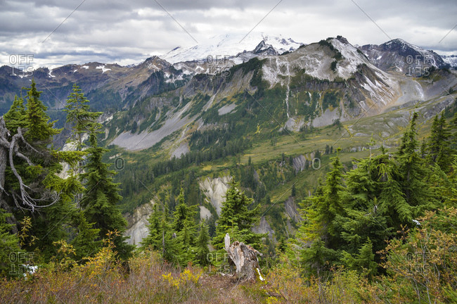 Alpine mountain scene with evergreen trees