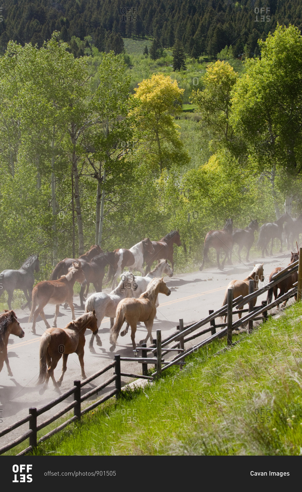 A team of horses and donkeys run down a road in the countryside